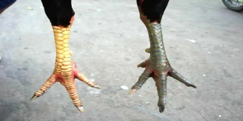 Cach xem chan da ga cua sat