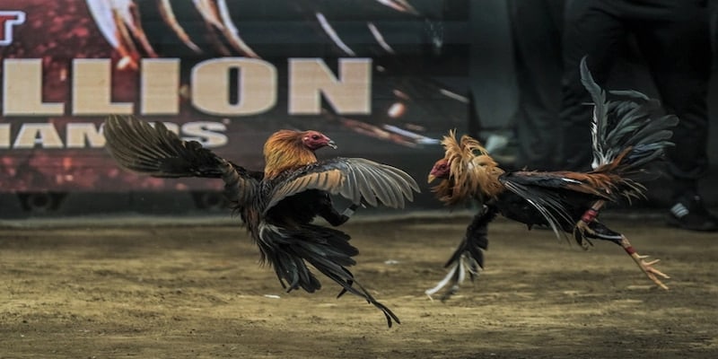 Loại hình đá gà tre chuyên nghiệp Loại hình đá gà tre chuyên nghiệp