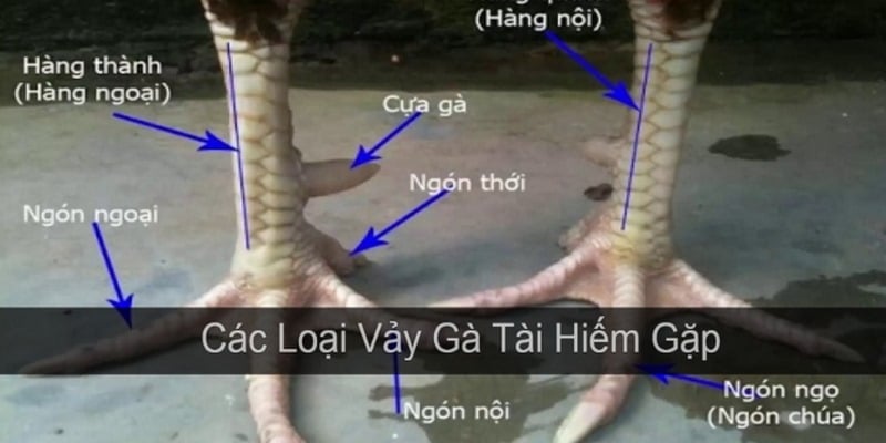 Cách xem chân đá gà cựa sắt thông qua hàng nội và hàng ngoại của kê Cách xem chân đá gà cựa sắt thông qua hàng nội và hàng ngoại của kê