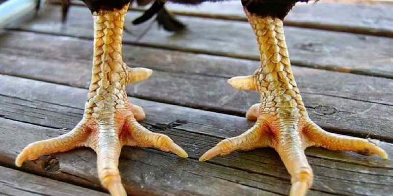 Nhận biết chân kê qua vảy Nhận biết chân kê qua vảy