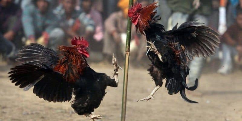 Tích lũy mẹo cược đá gà kubet cực hay Tích lũy mẹo cược đá gà kubet cực hay