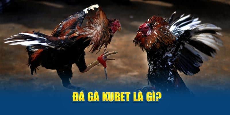 Giới thiệu sảnh đá gà Kubet Giới thiệu sảnh đá gà Kubet