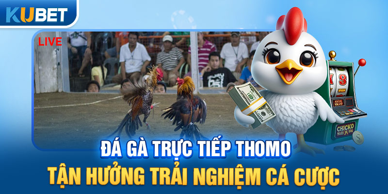 Đá gà trực tiếp Thomo tận hưởng trải nghiệm cá cược