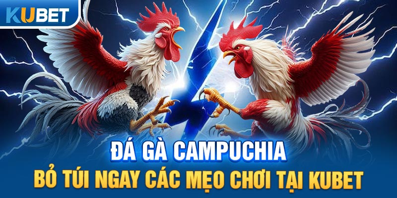 Đá Gà Campuchia – Bỏ Túi Ngay Các Mẹo Chơi Tại KUBET