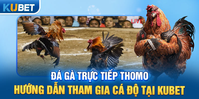 Đá Gà Trực Tiếp Thomo – Hướng Dẫn Tham Gia Cá Độ Tại KUBET