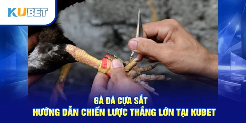 Gà Đá Cựa Sắt – Hướng Dẫn Chiến Lược Thắng Lớn Tại Kubet