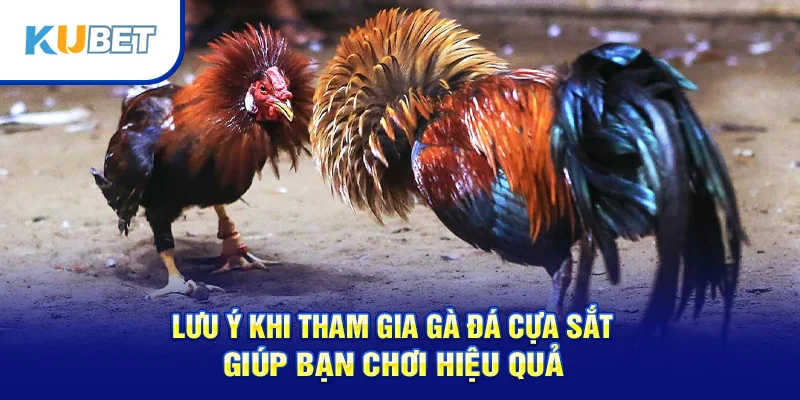 Lưu ý khi tham gia gà đá cựa sắt giúp bạn chơi hiệu quả