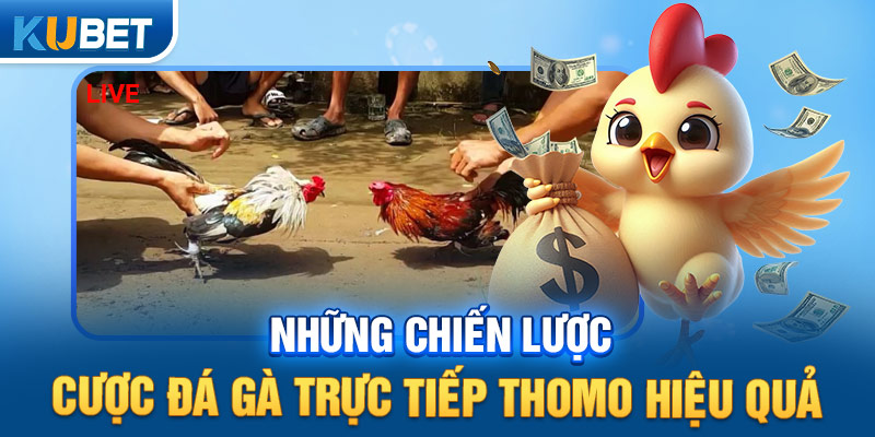Những chiến lược cược đá gà trực tiếp Thomo hiệu quả